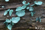 Chlorociboria aeruginascens