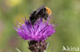 Red-tailed bumblebee (Bombus lapidarius)