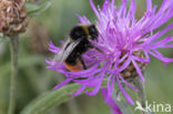 Red-tailed bumblebee (Bombus lapidarius)