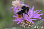 Red-tailed bumblebee (Bombus lapidarius)