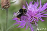 Red-tailed bumblebee (Bombus lapidarius)