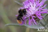Red-tailed bumblebee (Bombus lapidarius)