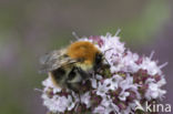 Akkerhommel (Bombus agrorum)