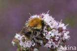 Akkerhommel (Bombus agrorum)