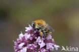 Akkerhommel (Bombus agrorum)