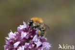 Akkerhommel (Bombus agrorum)