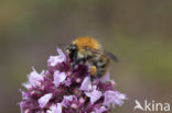 Akkerhommel (Bombus agrorum)