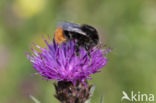 Red-tailed bumblebee (Bombus lapidarius)