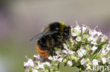 Steenhommel (Bombus lapidarius)