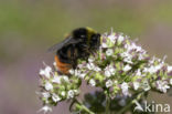 Red-tailed bumblebee (Bombus lapidarius)