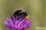 Red-tailed bumblebee (Bombus lapidarius)