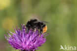 Red-tailed bumblebee (Bombus lapidarius)