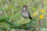 Bluethroat (Luscinia svecica)