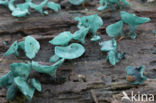 Chlorociboria aeruginascens