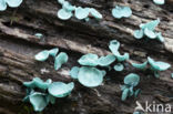 Chlorociboria aeruginascens