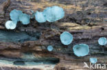 Chlorociboria aeruginascens