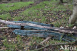 Gewone kopergroenbekerzwam (Chlorociboria aeruginascens)