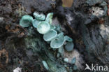 Chlorociboria aeruginascens