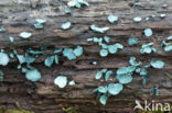 Chlorociboria aeruginascens