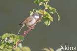 Greater Whitethroat (Sylvia communis)