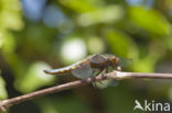 Platbuik (Libellula depressa)