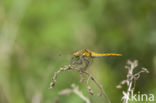 Gevlekte witsnuitlibel (Leucorrhinia pectoralis)