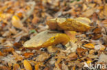 Bitter Bolete (Tylopilus felleus)