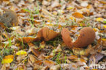 Bolete (Boletus erythropus)