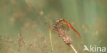 Eurasian red dragonfly (Sympetrum depressiusculum)