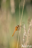 Eurasian red dragonfly (Sympetrum depressiusculum)