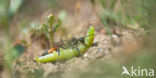 Gewone aardrupsendoder (Podalonia affinis)