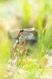 Eurasian red dragonfly (Sympetrum depressiusculum)