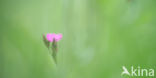 Maiden Pink (Dianthus deltoides)