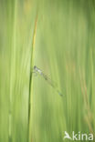 Blue-tailed Damselfly (Ischnura elegans)