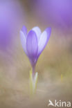 Crocus veluchensis