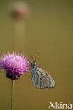 Groot geaderd witje (Aporia crataegi)