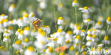 Distelvlinder (Vanessa cardui)