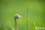 Common Blue (Polyommatus icarus)