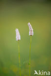 Common Bistort (Persicaria bistorta)