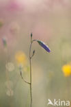 Bellflower (Campanula spec.)