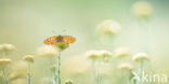 Tweekleurige parelmoervlinder (Melitaea didyma)