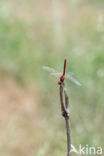 Red-veined Darter (Sympetrum fonscolombii)