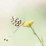 Spoon-winged lacewing (Nemoptera sinuata)