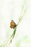 Duke of Burgundy Fritillary (Hamearis lucina)