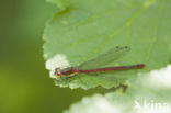 Large Red Damselfly (Pyrrhosoma nymphula)