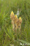 Walstrobremraap (Orobanche caryophyllacea)