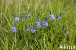 Large Speedwell