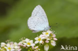 Boomblauwtje (Celastrina argiolus)