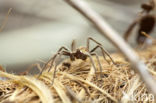 Tuinwolfspin (Pardosa amentata)