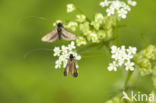 Pinksterbloemlangsprietmot (Cauchas rufimitrella)